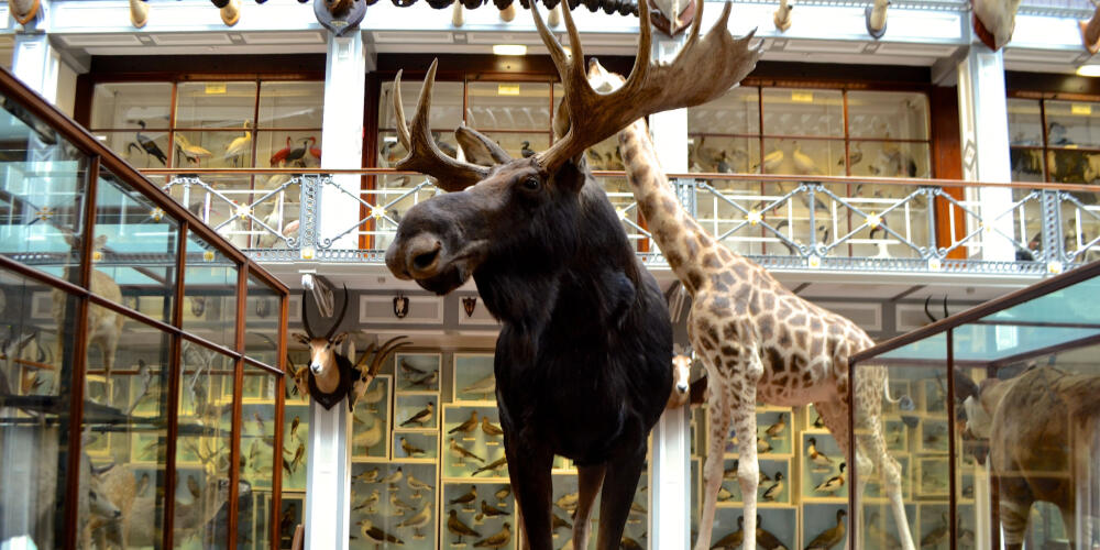 Natural Museum - &#39;Dead Zoo&#39;